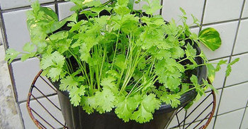 ধনেপাতা শীতকালে টবের মধ্যে ছাদে বা বারান্দায় চাষ পদ্ধতি