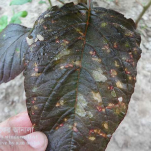 ডাটার পাতার দাগ রোগ