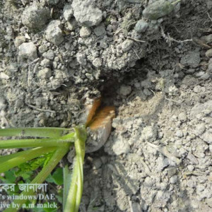 গাজর ফেটে যাওয়া সমস্যা