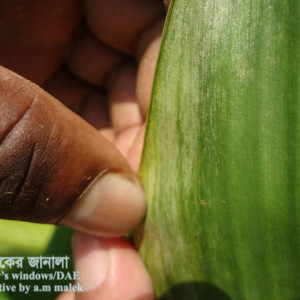 হলুদের থ্রিপস পোকা