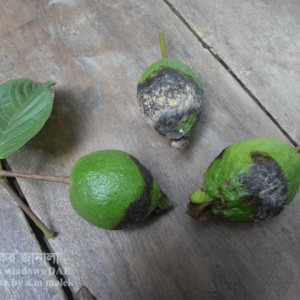 পেয়ারার ডিপ্লোডিয়া জনিত ফল পচা রোগ