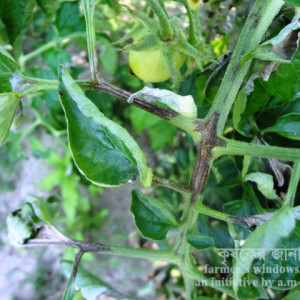 টমেটো নাবী ধ্বসা রোগ