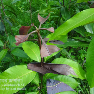 আমের পাতাকাটা উইভিল