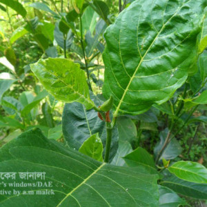 কাঁঠালের জাব পোকা