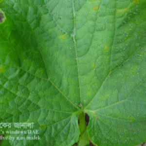 খিরার ডাউনি মিলডিউ রোগ
