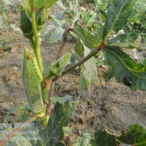 ঢেঁড়শের ডগা ও ফলের মাজরা পোকা