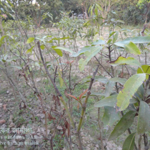 আমের আগা মরা রোগ